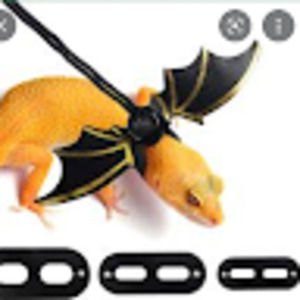 Meet your Posher, Bam